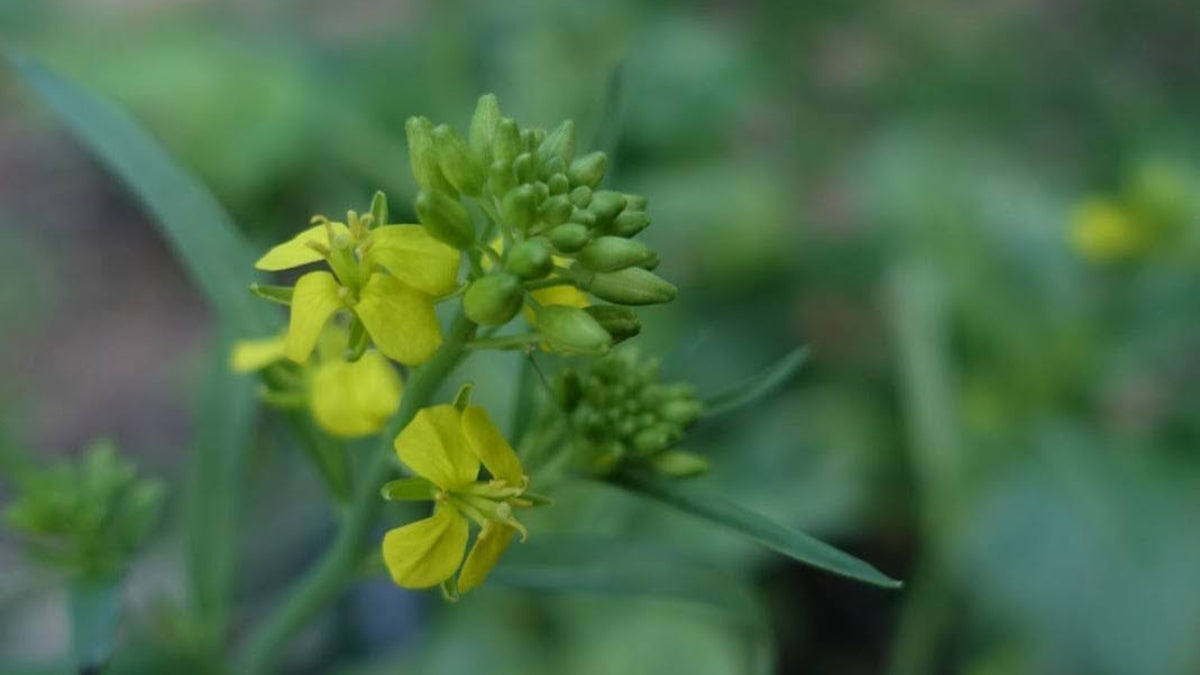 菜の花のおはなし｜菜の花を楽しむ春のシンプルな料理 – クラシコサエル