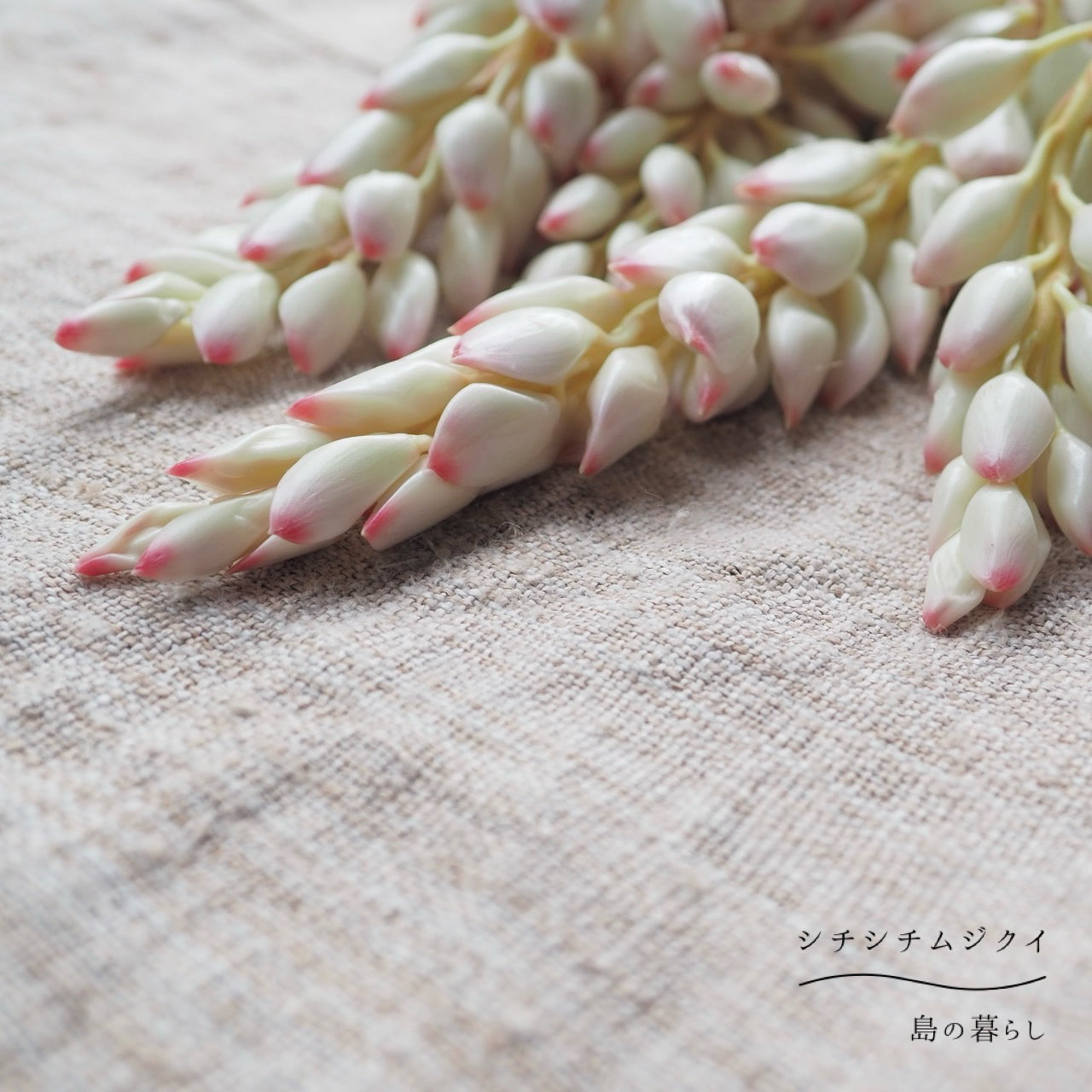 花桃ページ 藤谷桃の桃の缶詰 – かつしかFM 78.9MHz