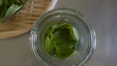 夏をスッキリ乗り切るハーブの使い方<span class="blog_title_sub">〜レモンバームのハーブティと香りを楽しむアイデア〜</span>