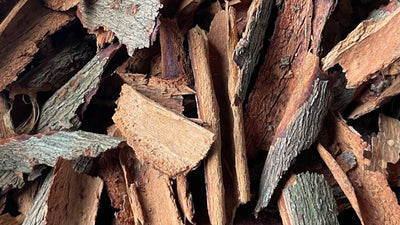 タブノキのおはなし