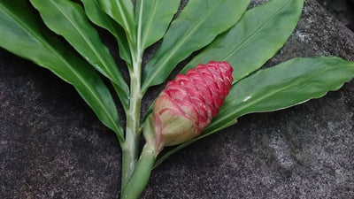 シャンプージンジャーのおはなし