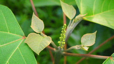 アカメガシワのおはなし<span class="blog_title_sub">〜沖縄の地で息づく、薬草と手仕事の知恵〜</span>