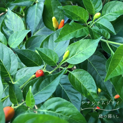 島唐辛子のおはなし<span class="blog_title_sub">〜沖縄の島唐辛子で楽しむ自家製柚子胡椒〜</span>
